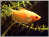 Gold Gourami - Quantity of 3
